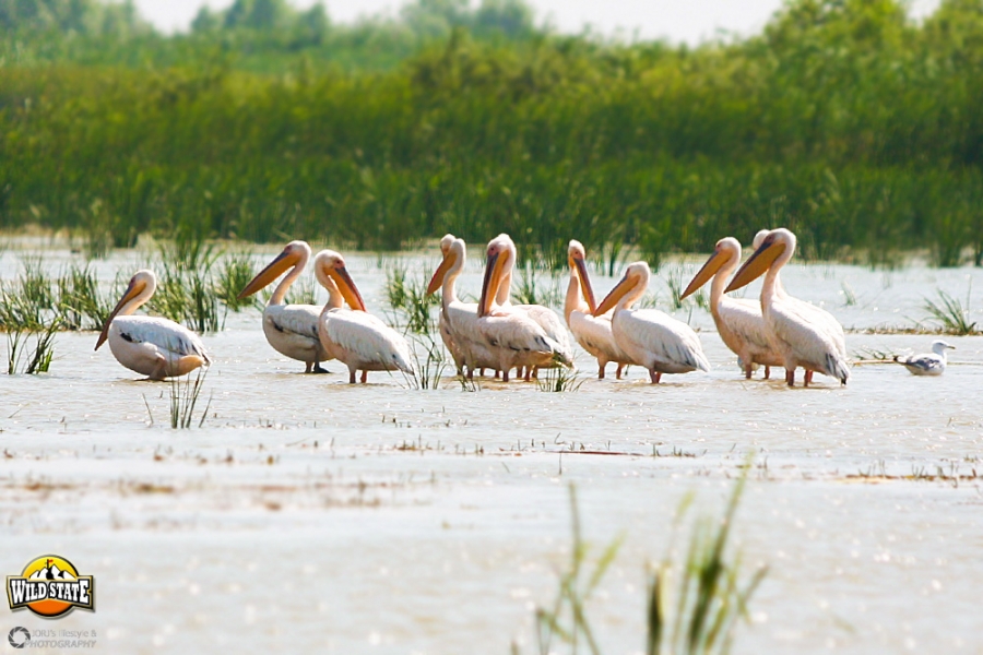 Tur de forta in Delta Dunarii: Pasari pe mare